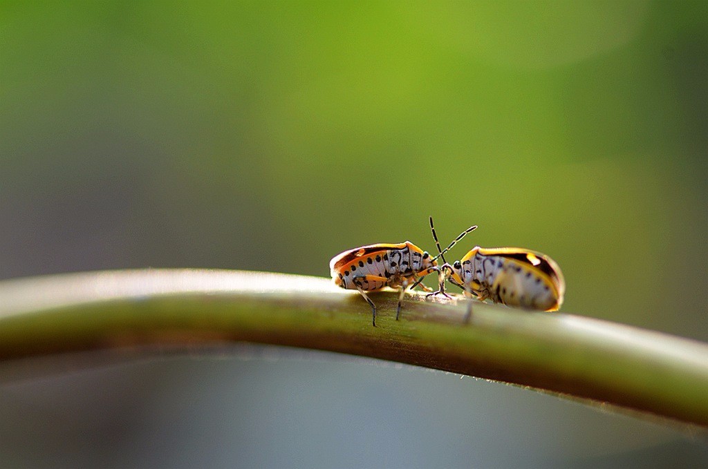 微距摄影 春虫