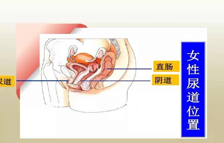 女性尿道旁腺图片