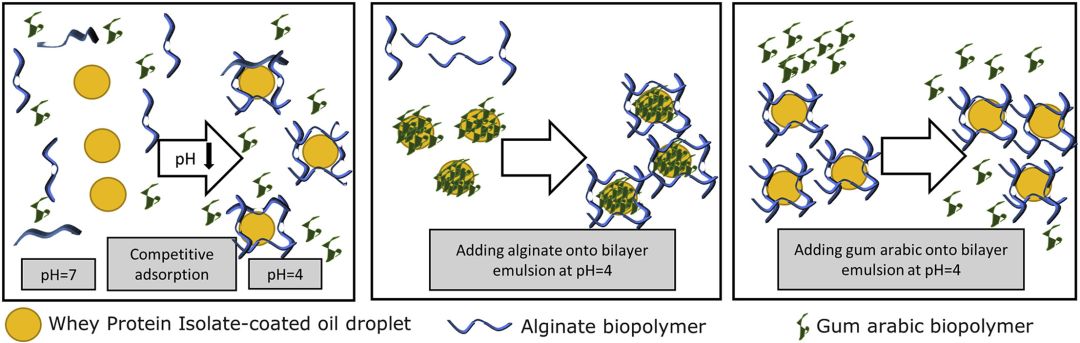 海藻酸钠在双层乳液表面上的沉积