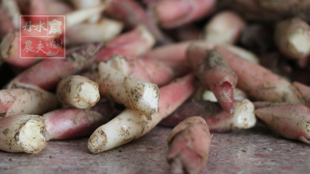 药食两用的本地阳荷马上上市了,你吃了没?