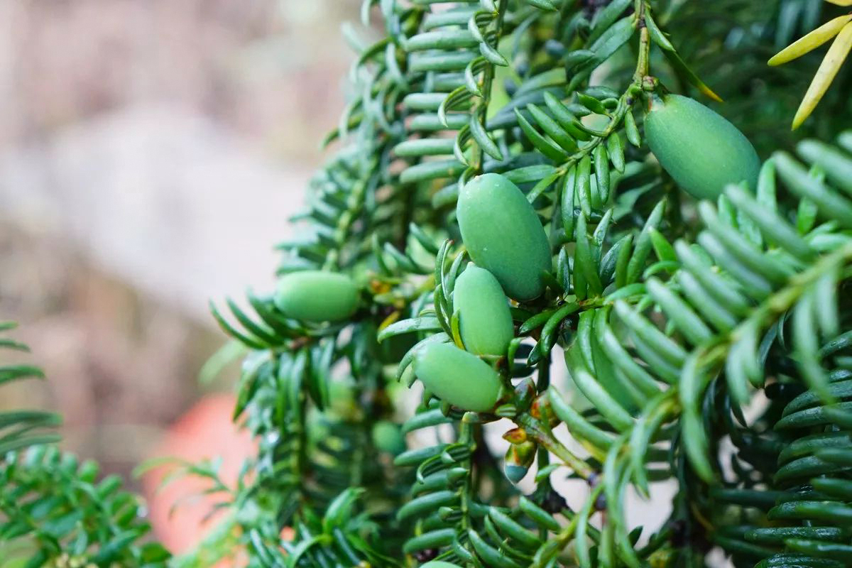 香榧子作为我国特有的珍稀干果,浑身是宝,营养价值极高.