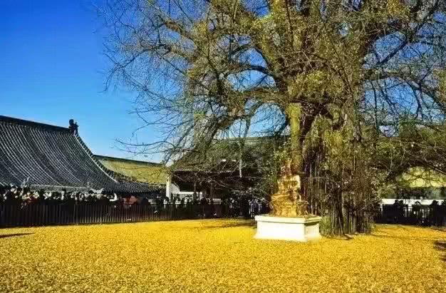 身处第n次浪潮:西安市的树