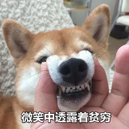 柴犬表情包合集來個熱吻麼寶貝兒