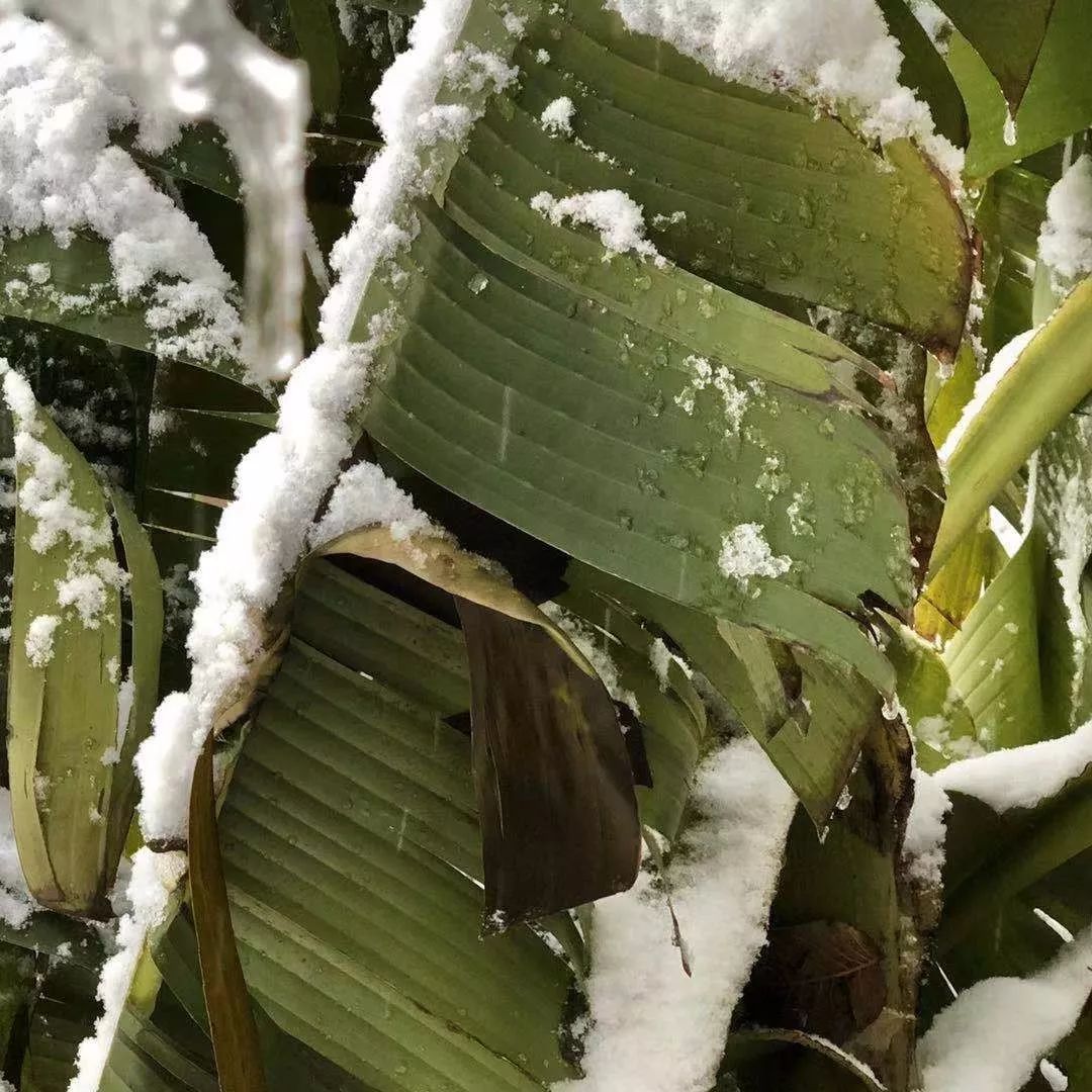 十二月雪里芭蕉还王维一个公道