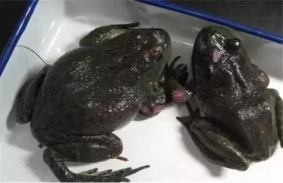 虫见愁高温期谨防牛蛙烂皮病用对方法牛蛙不发病生长更迅速