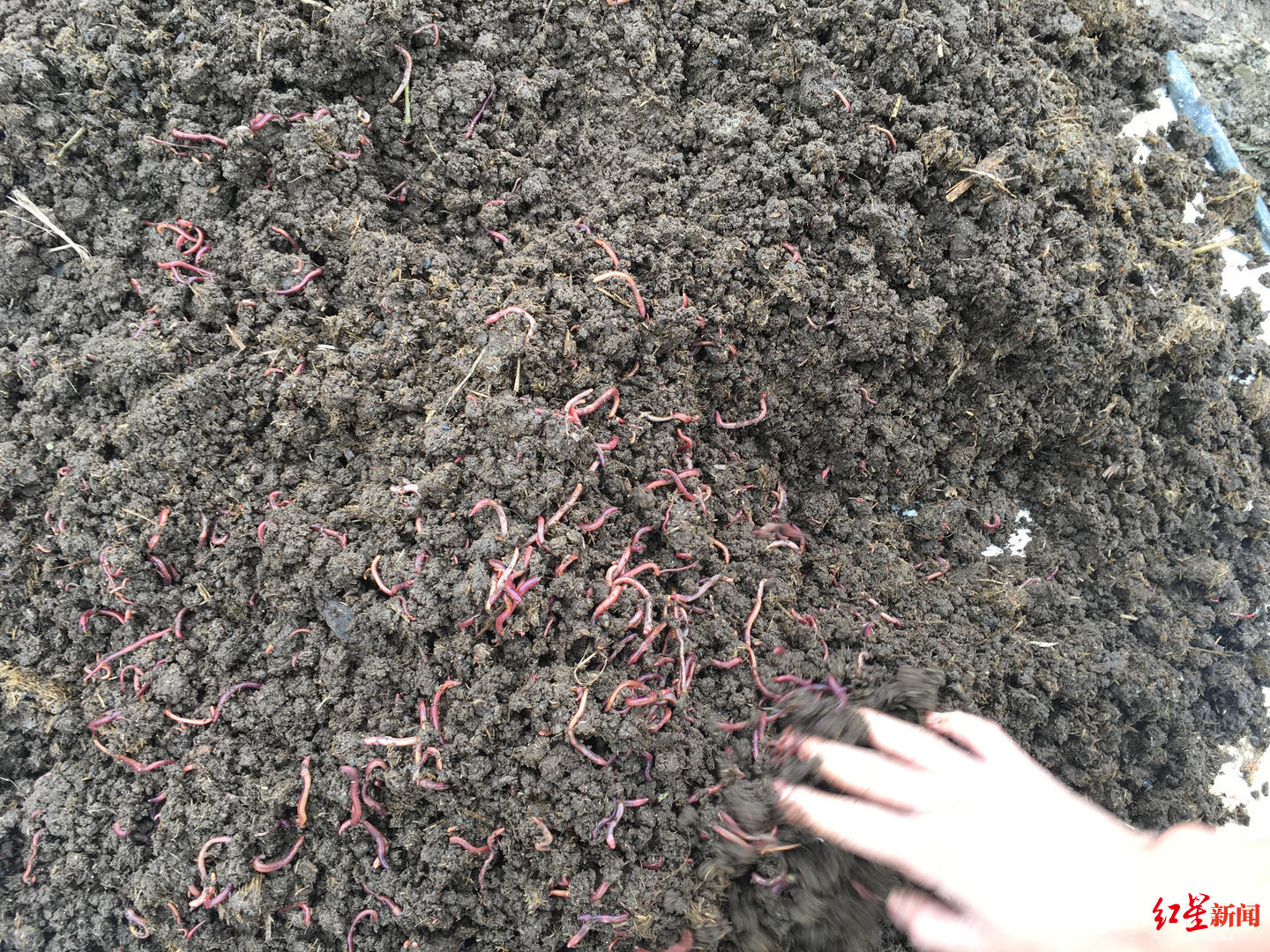 牛粪转化为4000吨成品有机肥,还会产出100至150吨蚯蚓用作钓饵等用途