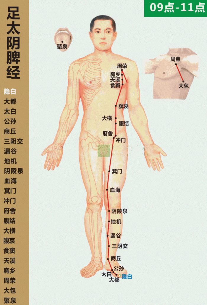 上行过内踝的前缘,沿小腿内侧正中线上行,与足厥阴肝经相交,出行于肝