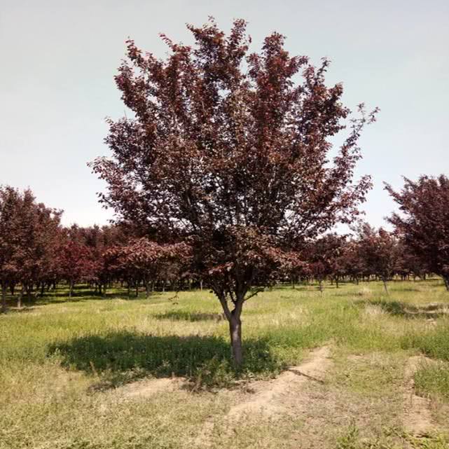 在这种植物的种植上面也是很好的体现了南方和北方的差异,紫叶李的原