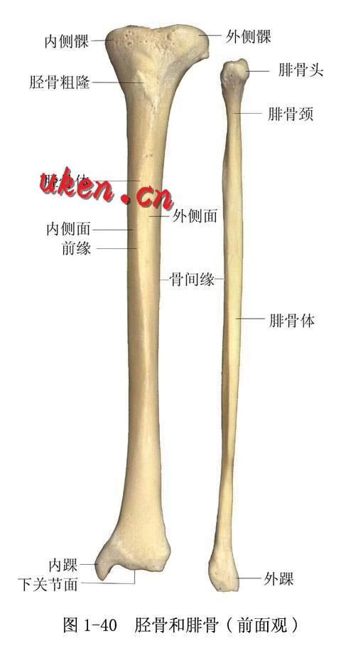 人体下肢骨架结构图图片