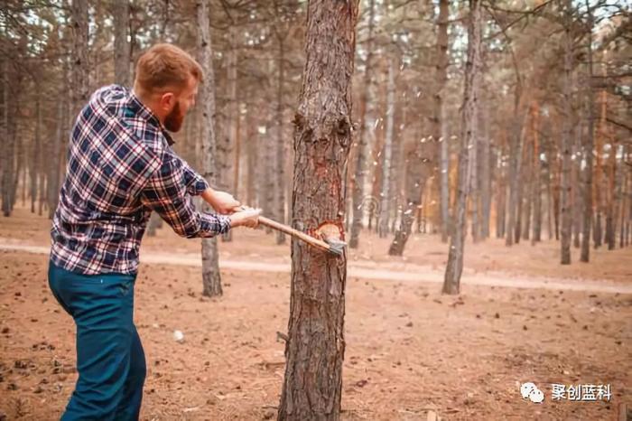 砍树变护林 脱困迎生机