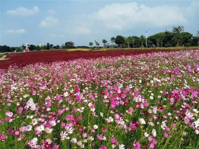 钦州花卉小镇图片