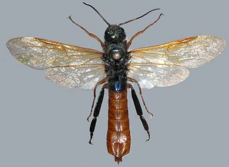 树蜂 开放分类:昆虫│林学名词│科学名词树蜂/树