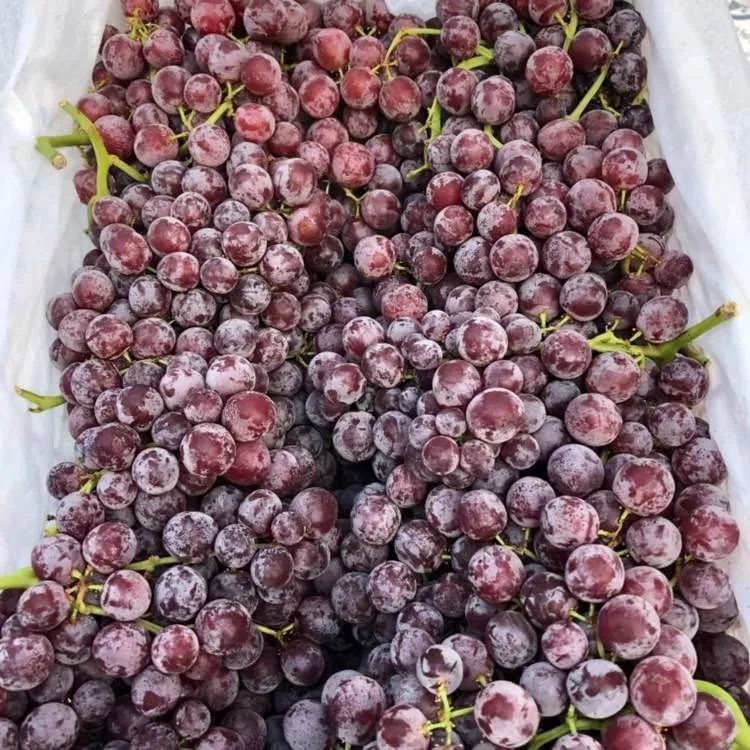 本周爆品推荐 | 猕猴桃,蜜柚礼盒,弗雷红提热卖中!