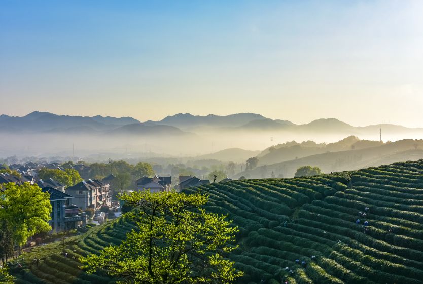 上城埭茶村 徐晖 摄