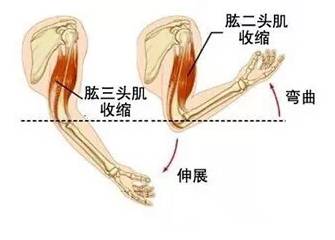 屈肌和伸肌怎么区分图片