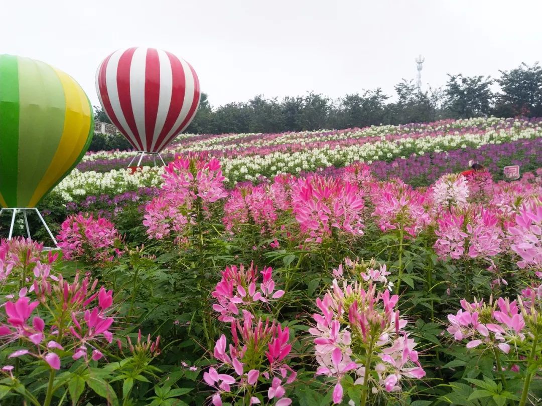 永川五间花海最好玩图片