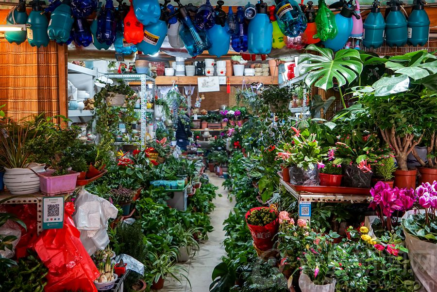 他的创意花卉盆景风声水起 带来冬日一抹靓丽