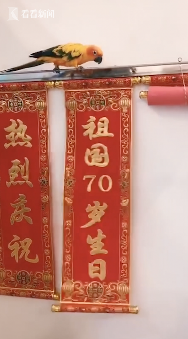 视频聪明鹦鹉为祖国送上祝福对联网友爱国鸟