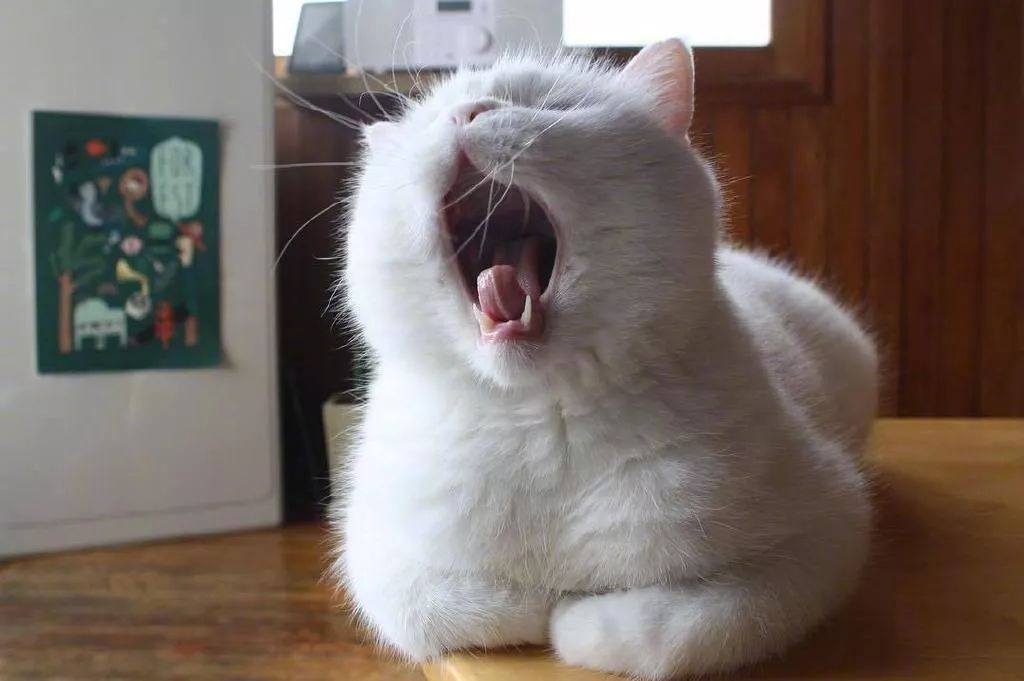 一只很困的猫咪,随便抓拍都在打哈欠__凤凰网