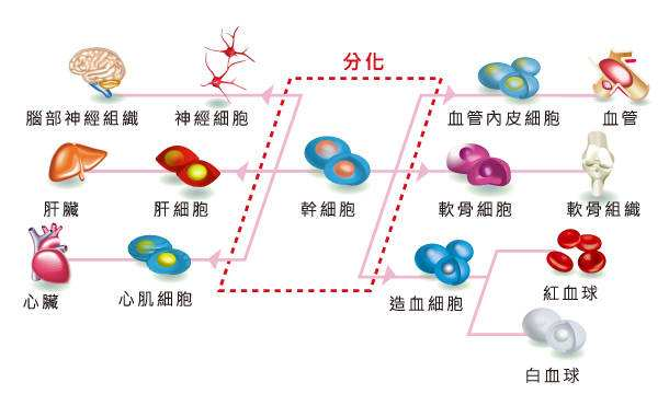 糖尿病治疗最新成果干细胞移植疗法让患者或将免去胰岛素注射