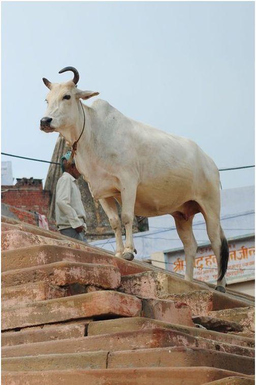 印度神牛:在不杀牛的国度 这些所谓的神牛们过得到底好不好
