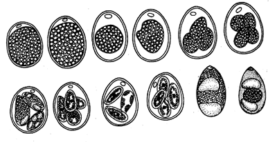虫见愁丨蛋鸡红粪过料球虫肠炎双重感染停药发病还有耐药性