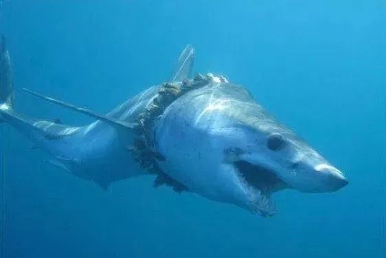 海洋动物也深受其害,据《太阳报》7月5日报道,英国埃克塞特大学新研究