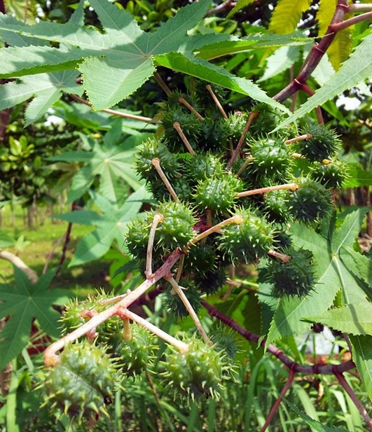 蓖麻子的功效图片