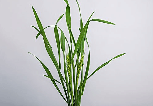 艾尼提便携式显微镜精准助力小麦大丰收