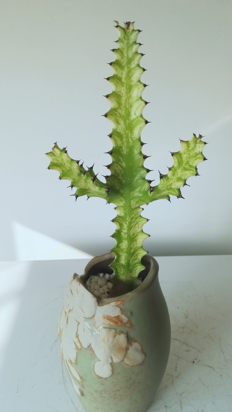 奇趣多肉巴西龙骨锦特别颜值高盆上