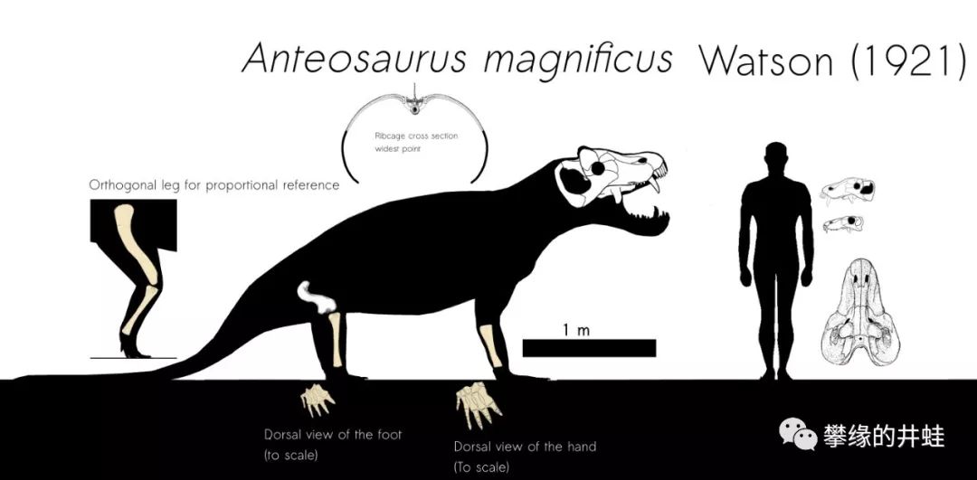 巨型安蒂欧兽头骨化石和全身比例图.图片来源自网络.