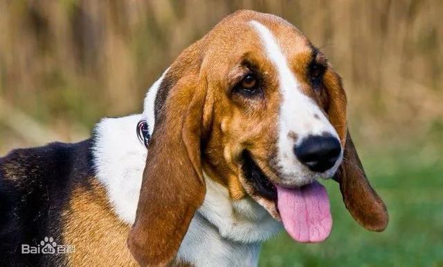 比格猎犬 比格犬是一种源于古希腊的猎犬