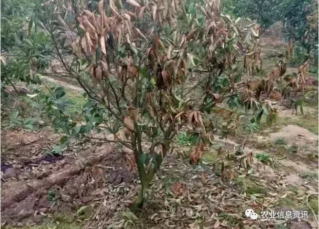 柑橘白粉病的原因有哪些图片和视频介绍的简单介绍