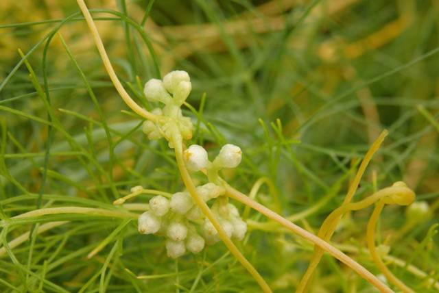 菟丝子图片(菟丝子图片 植物图片)