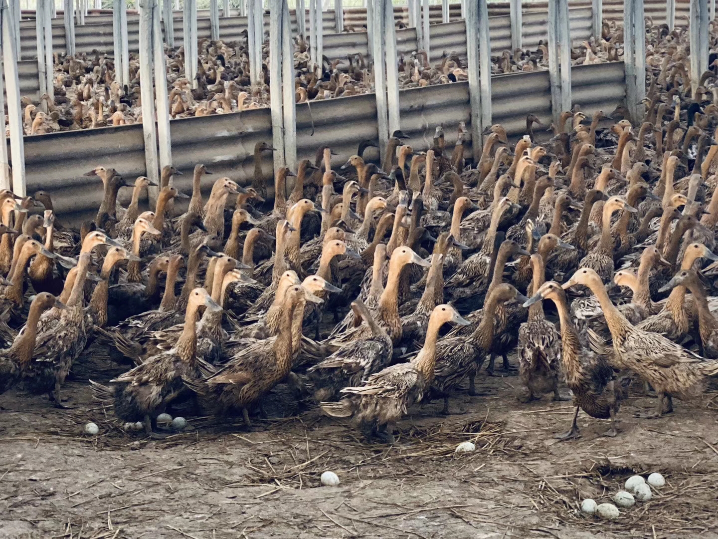 蛋鸭的肛门像猴屁股一样红是蛋鸭脱肛了吗