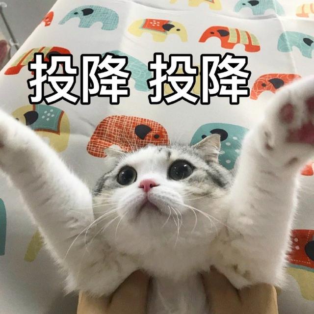 猫猫投降表情包图片