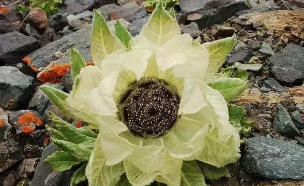 新疆"天山雪莲"居然开花了!五年一次!太罕见了!彻底惊艳全国