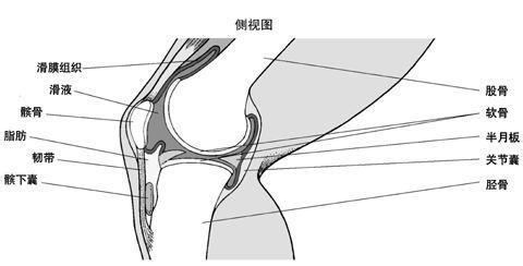 髌骨俗称膝盖骨,是股四头肌肌腱中形成的一块籽骨,也是全身最大的籽骨