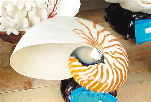 切莫携带濒危动物出入境02北京海关查获鹦鹉螺壳二十五件