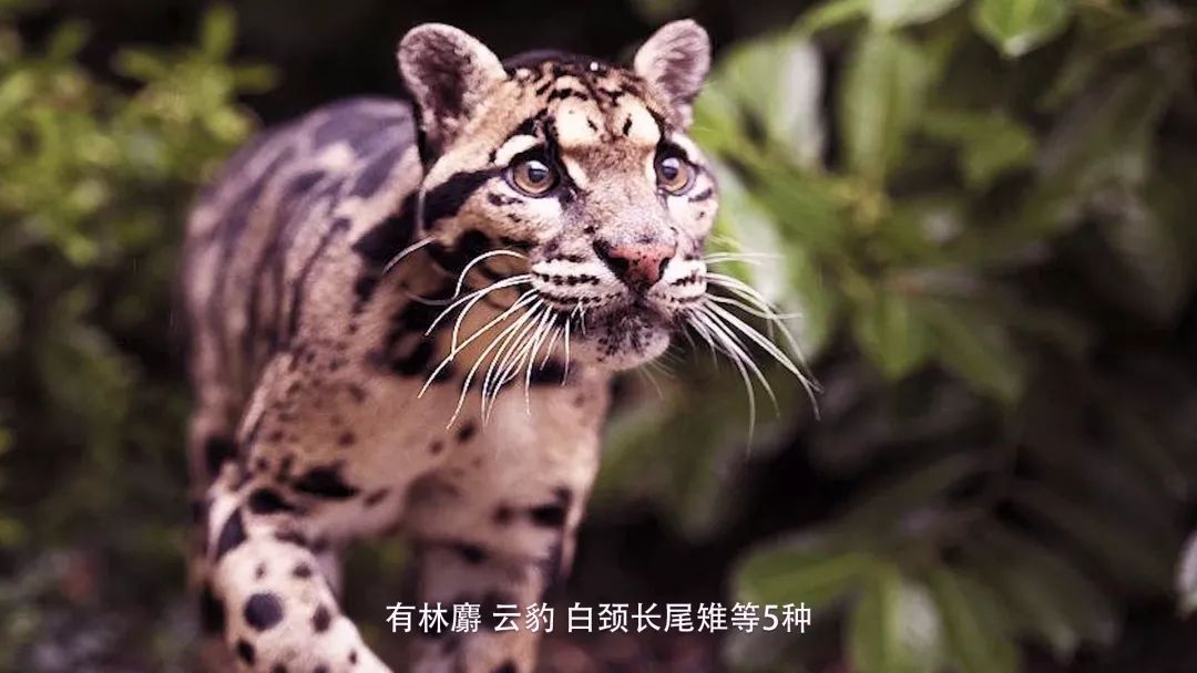 世界看湖南丨发现大美南山——这是怎样的一处世外桃源