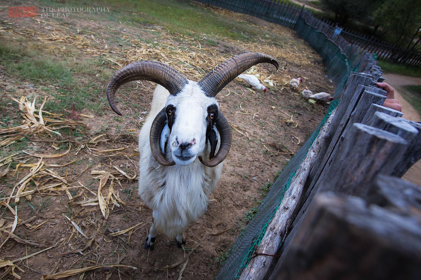 内蒙古一农民家有只四角羊,据说看到它能带来好运,已成当地明星__凤凰