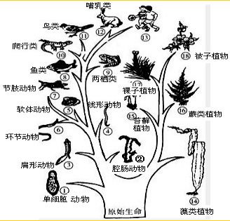 人类起源物种进化答案真实吗