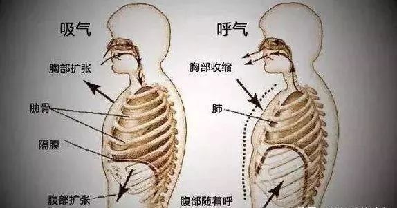 什麼是腹式呼吸腹式呼吸的5大好處