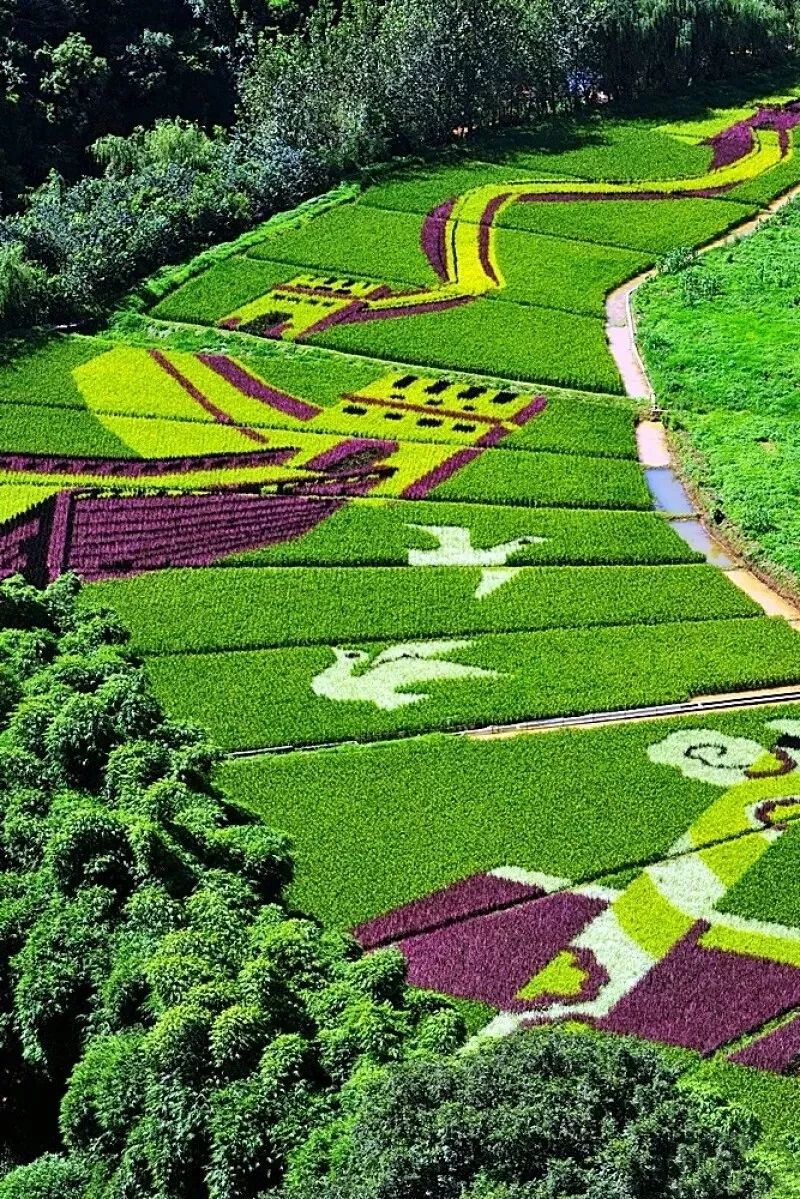 昆明宜良五彩稻田,美到令人窒息的大地画卷