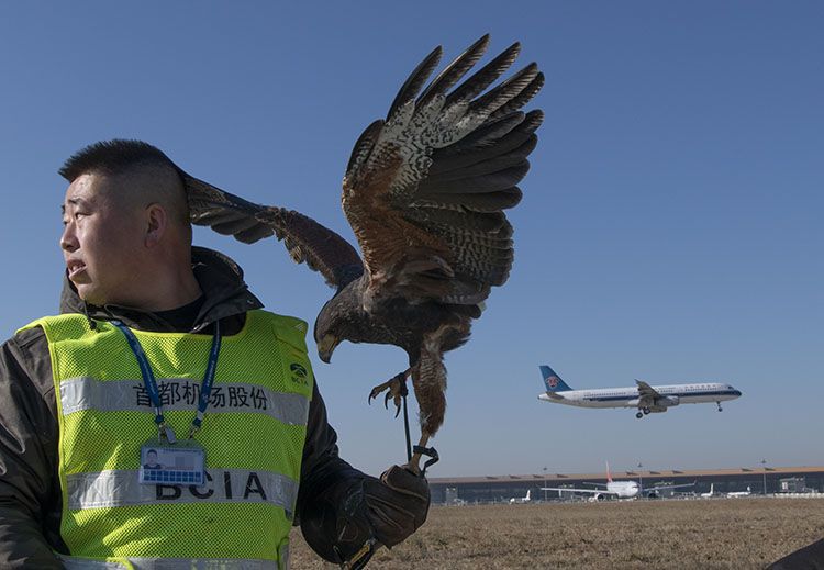天敌声音视觉多种驱鸟法首都机场严防鸟击航班