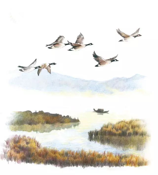 长知识丨古人为何用鸿雁代称书信