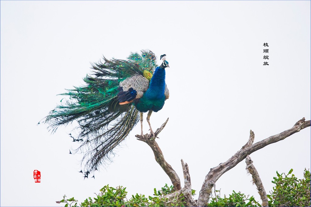 枝头绽放斯里兰卡蓝孔雀