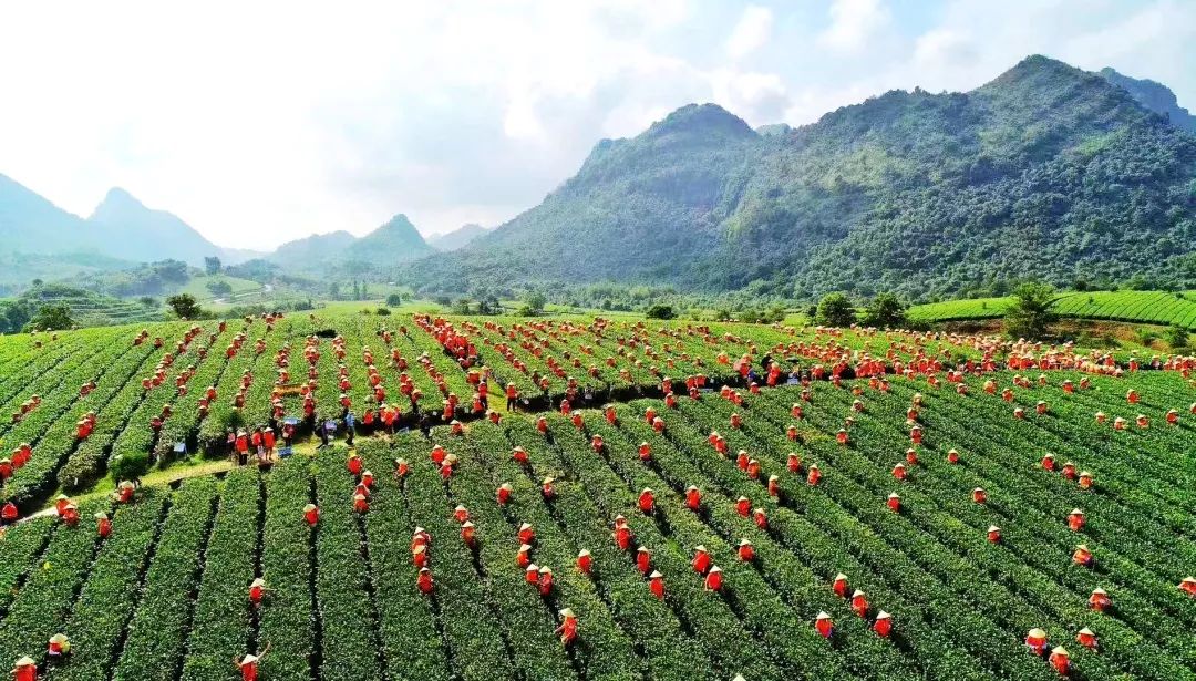 中国红茶之乡英德图片图片
