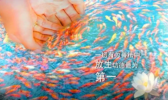 万物有灵,善待一切有情!法布施本文功德等同放生