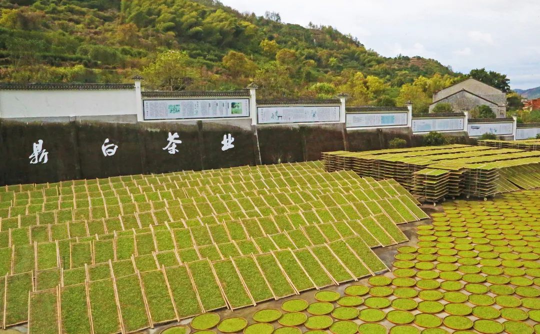 荣耀征程"鼎白"牌白毫银针荣获2019全国名优茶质量竞赛最高奖项